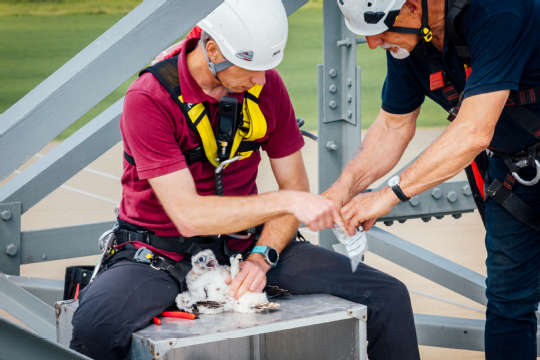 Beringung Sakerfalke 2025